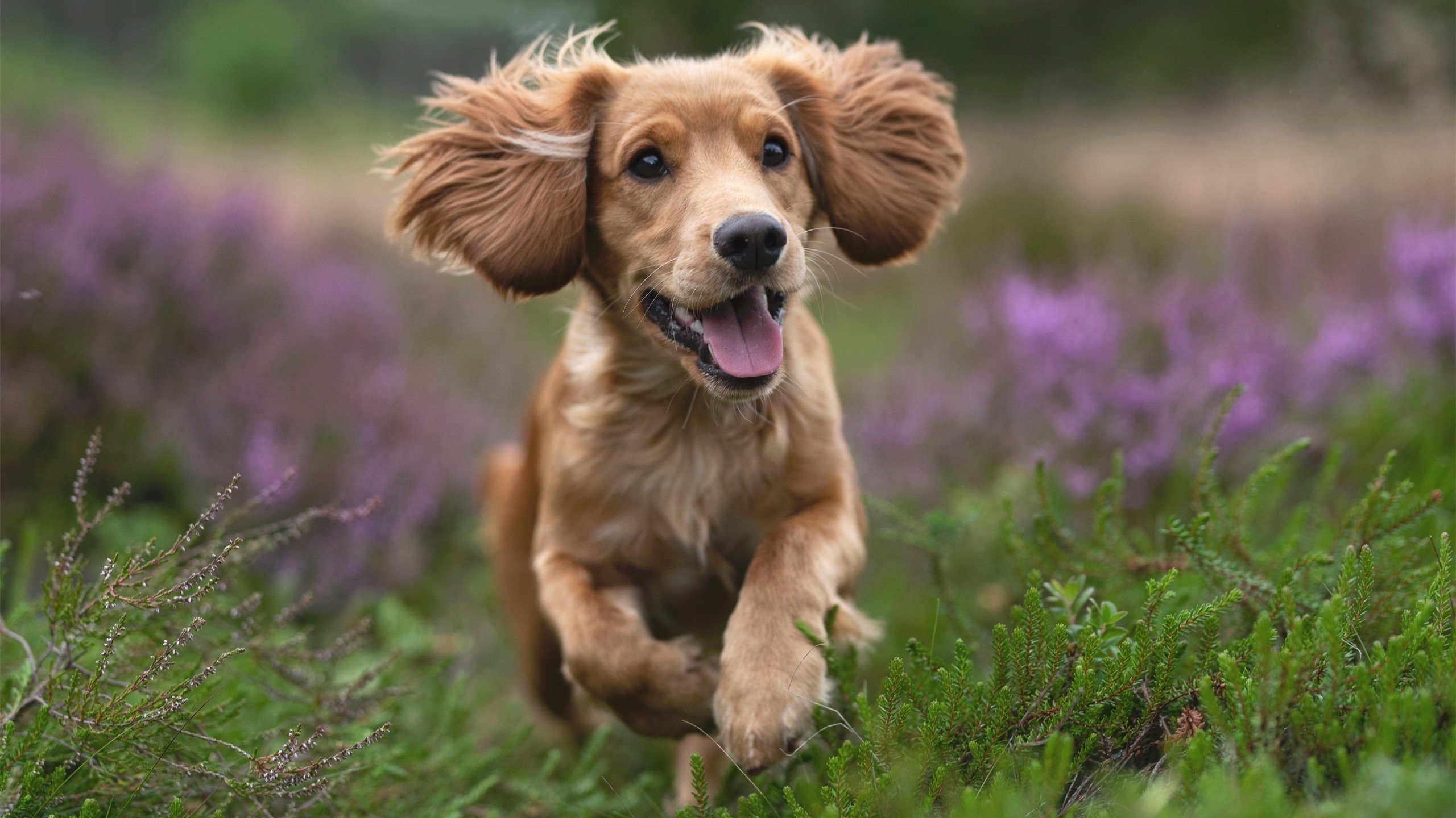 体育之神如何选择他的接管者?芬兰与楚阿梅尼的跨界启示